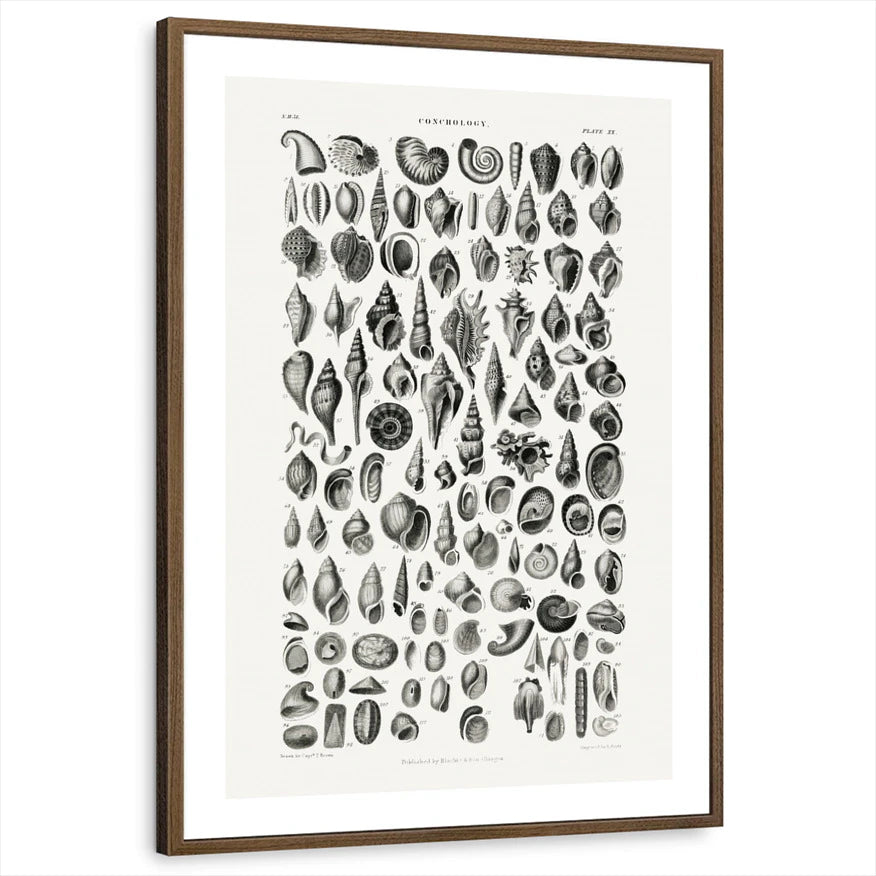 framed-print-brown-walnut-white-border