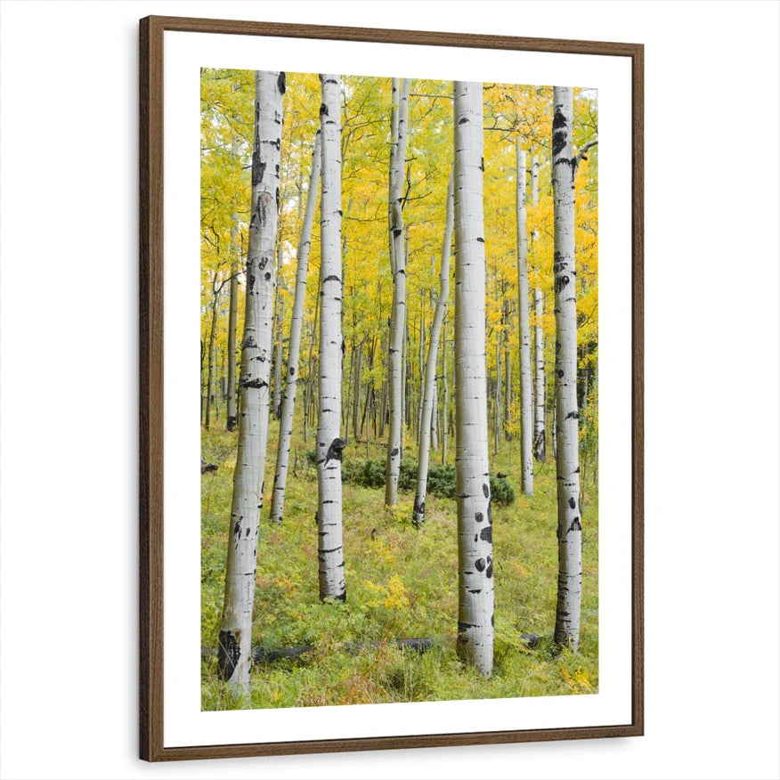 framed-print-brown-walnut-white-border
