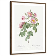 framed-print-brown-walnut-white-border