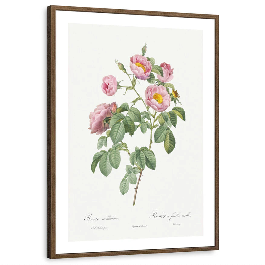 framed-print-brown-walnut-white-border