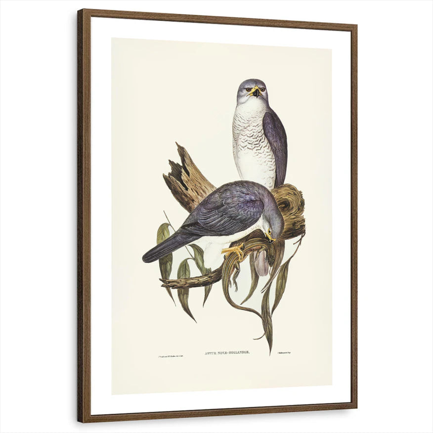 framed-print-brown-walnut-white-border