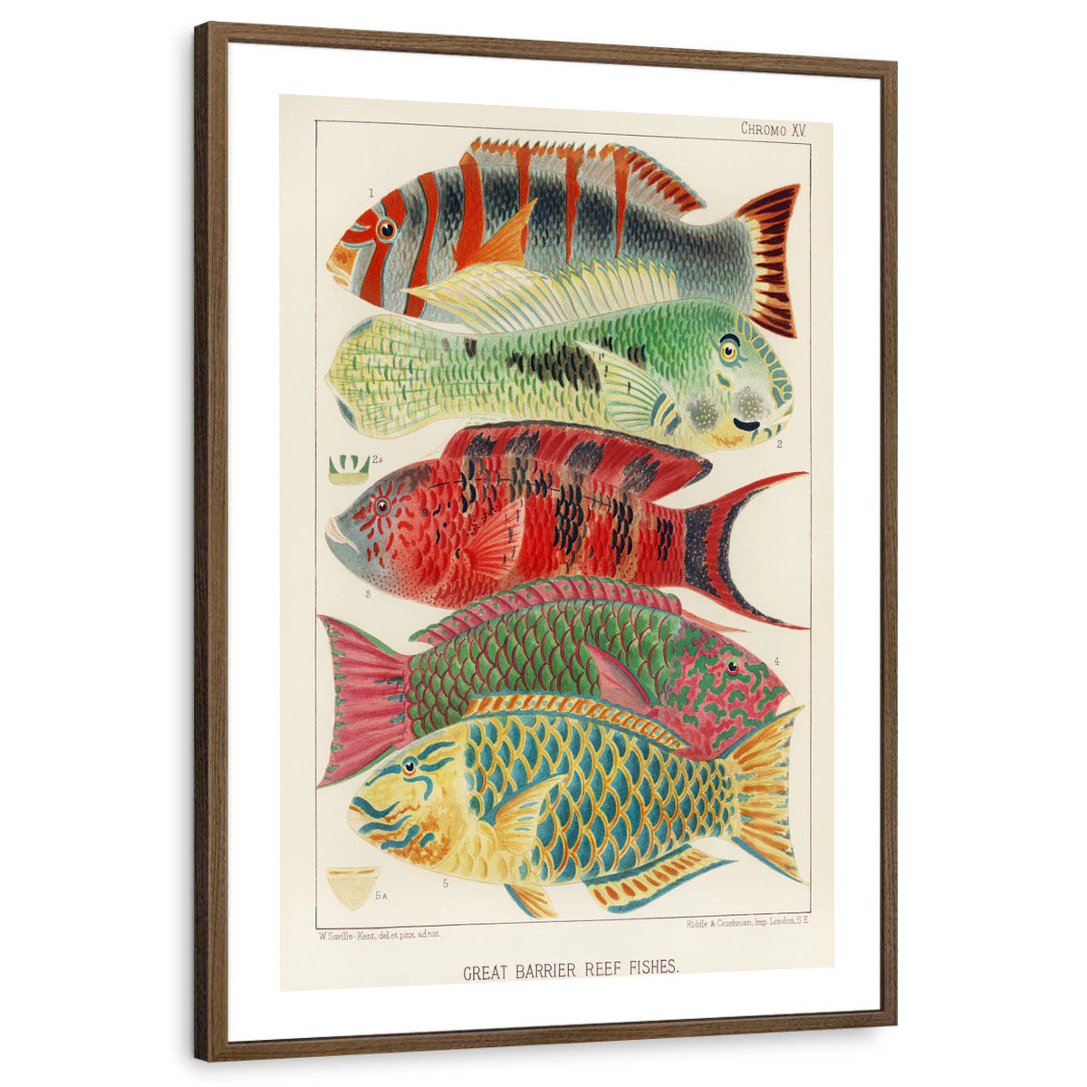 framed-print-brown-walnut-white-border