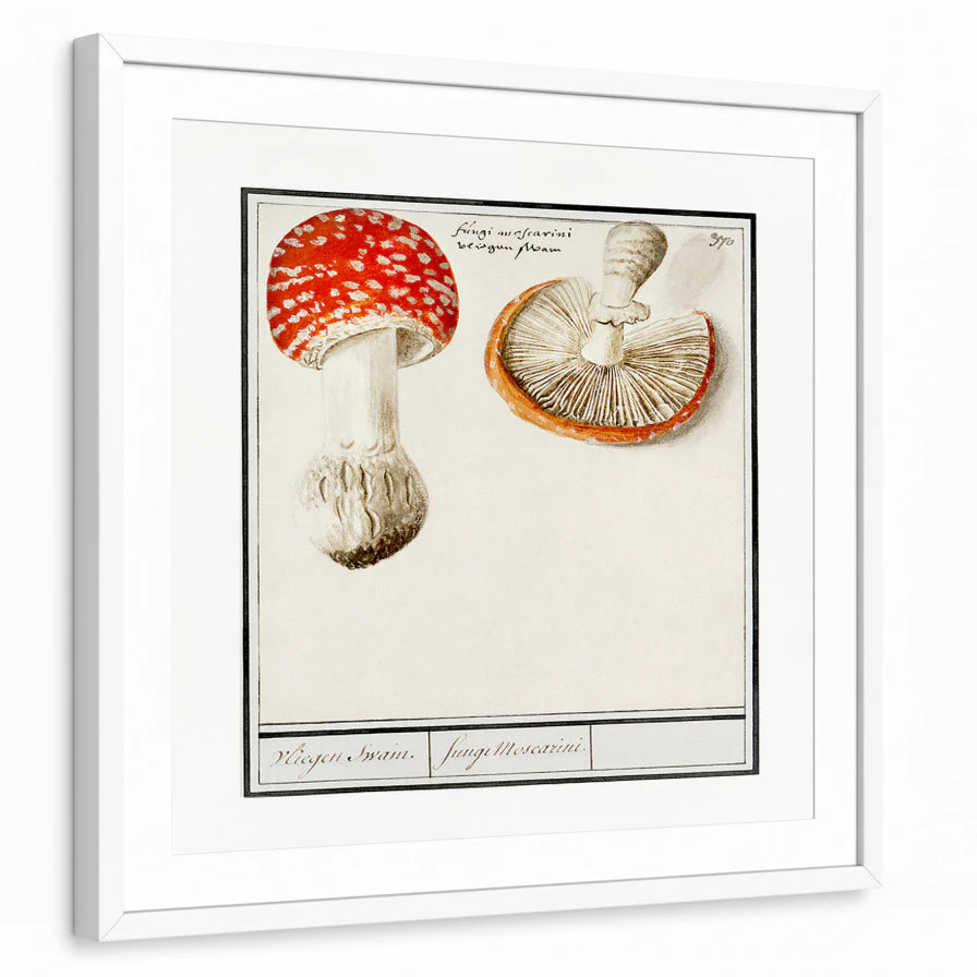 framed-print-white-matted