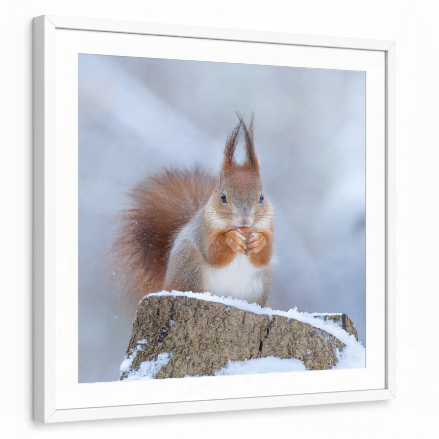 framed-print-white-matted