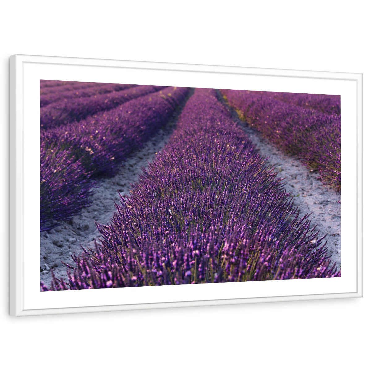 framed-print-white-white-border