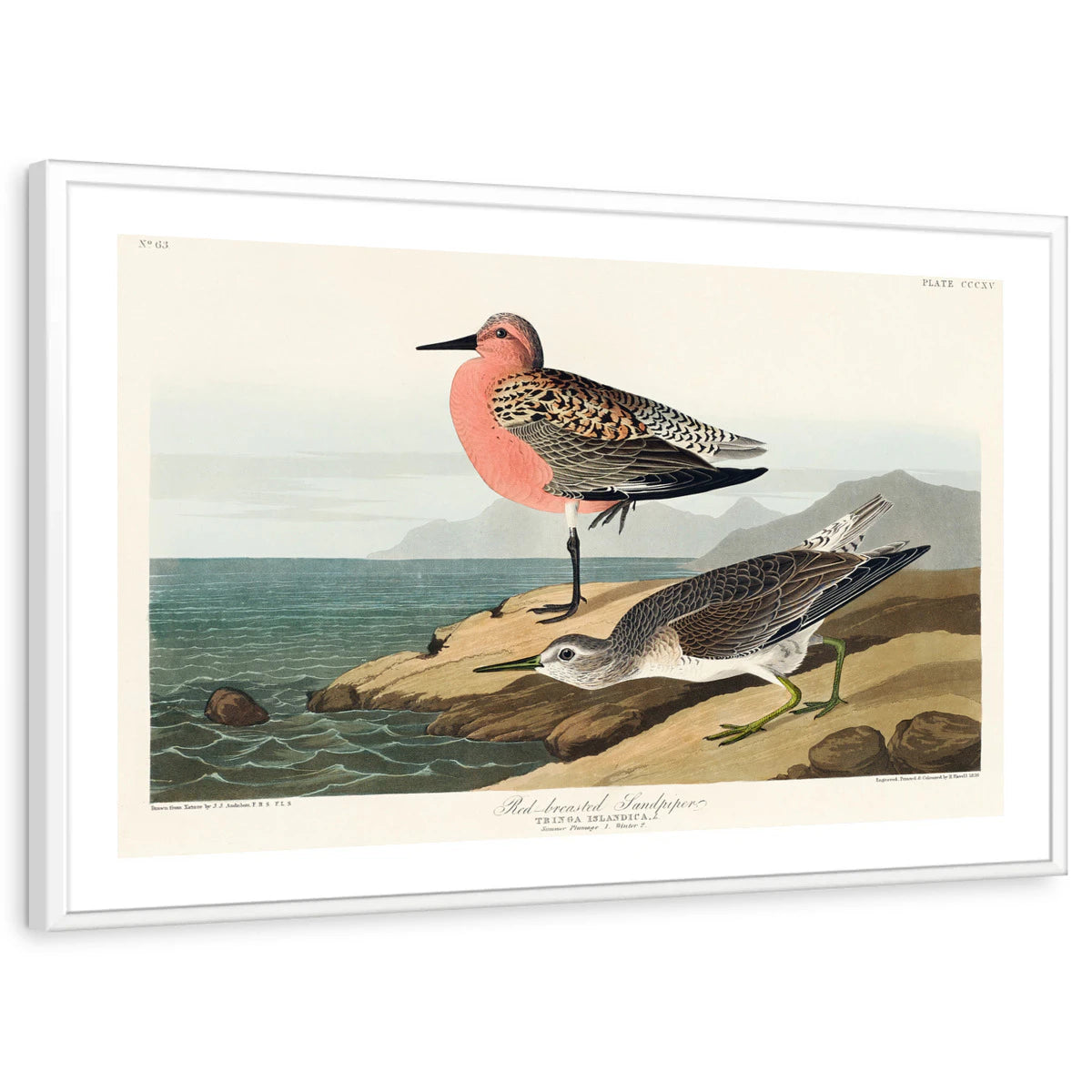 framed-print-white-white-border