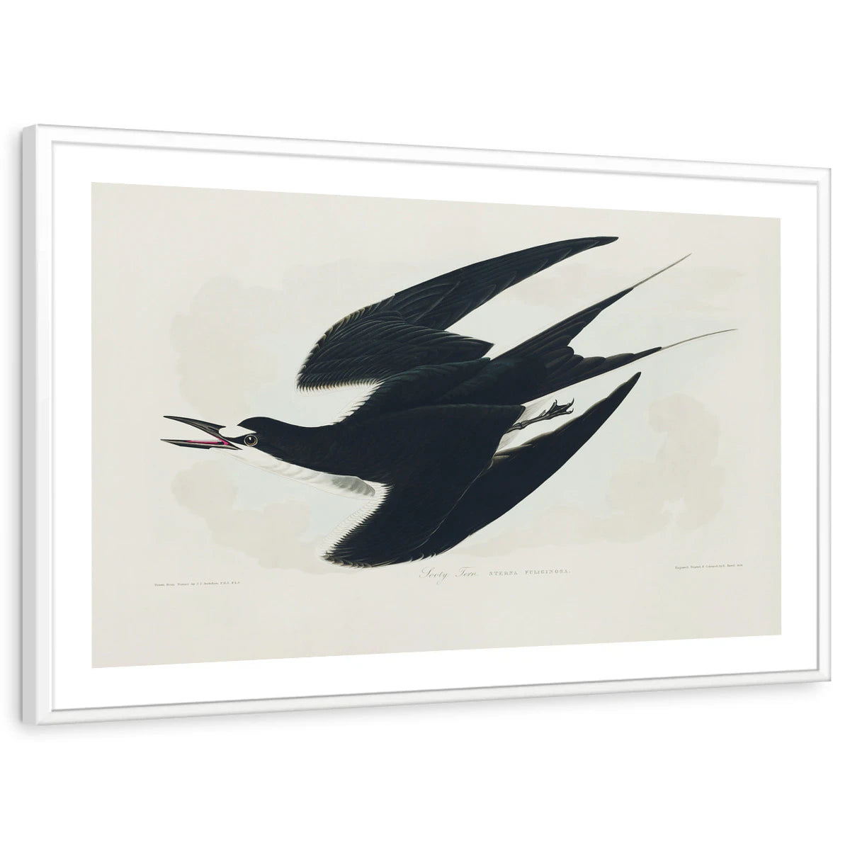 framed-print-white-white-border