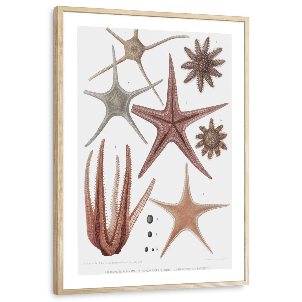 framed-print-natural-wood-white-border