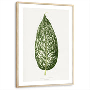 framed-print-natural-wood-white-border