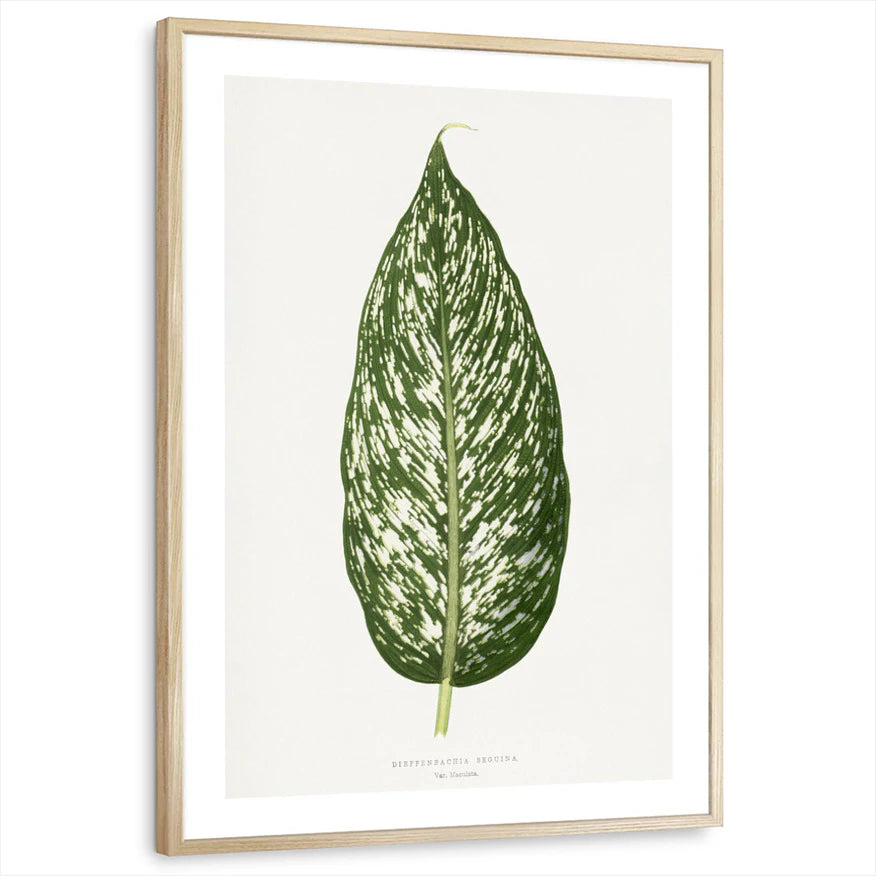 framed-print-natural-wood-white-border