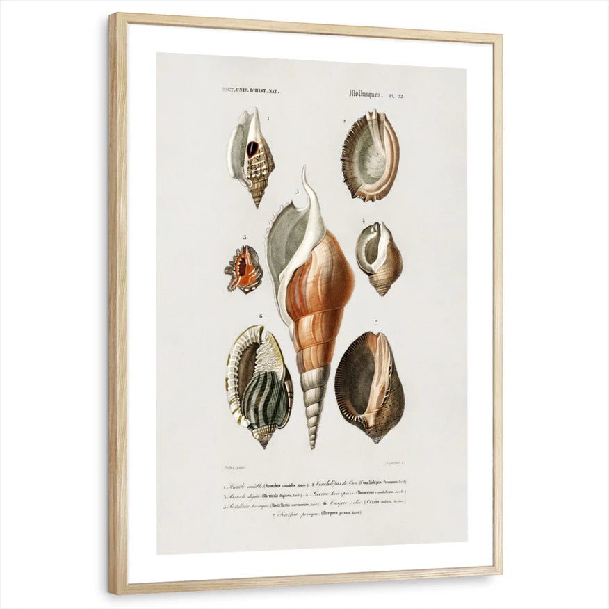 framed-print-natural-wood-white-border