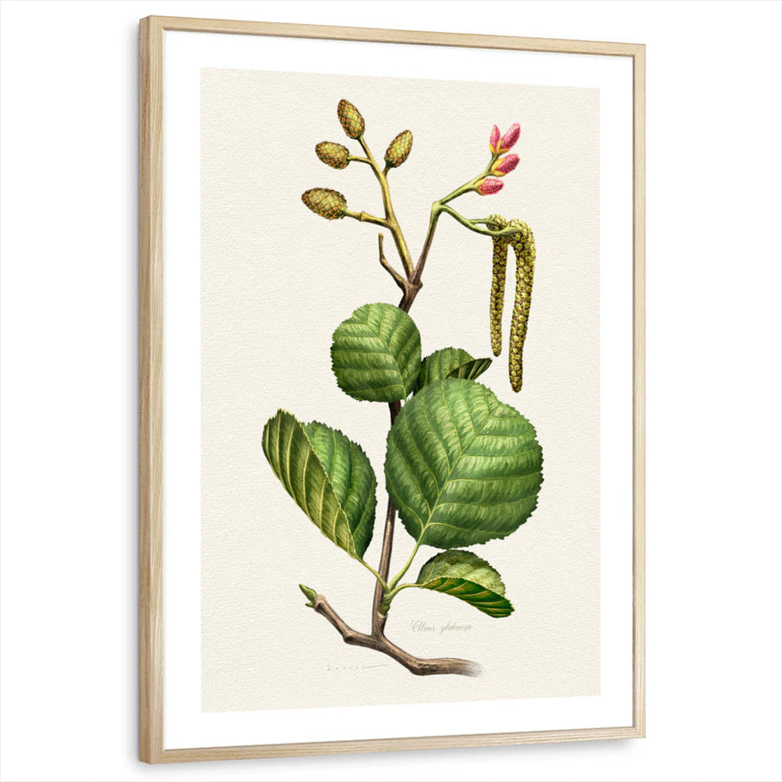 framed-print-natural-wood-white-border