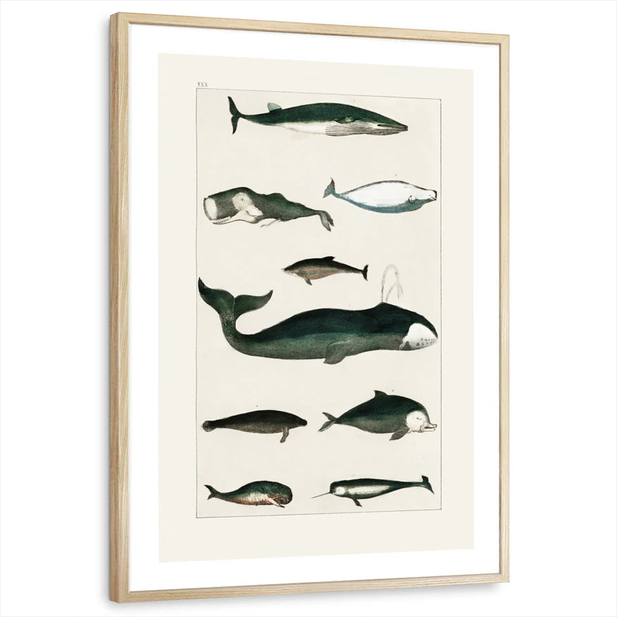 framed-print-natural-wood-white-border