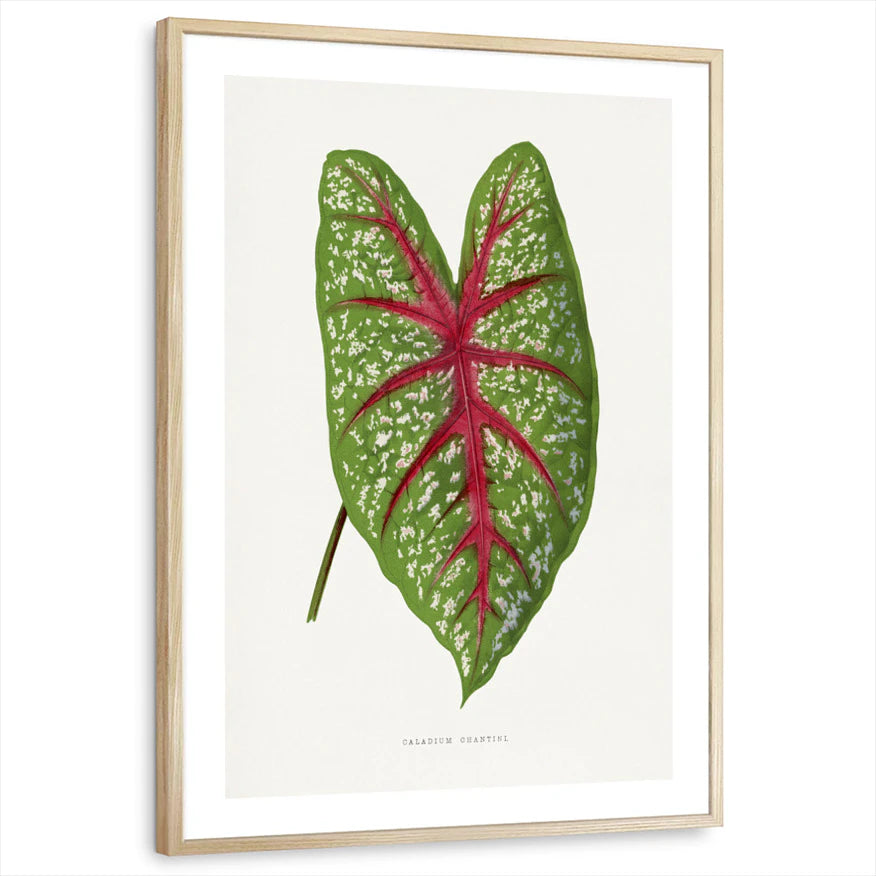 framed-print-natural-wood-white-border