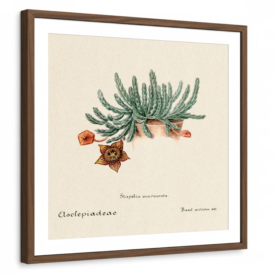 framed-print-brown-walnut-matted