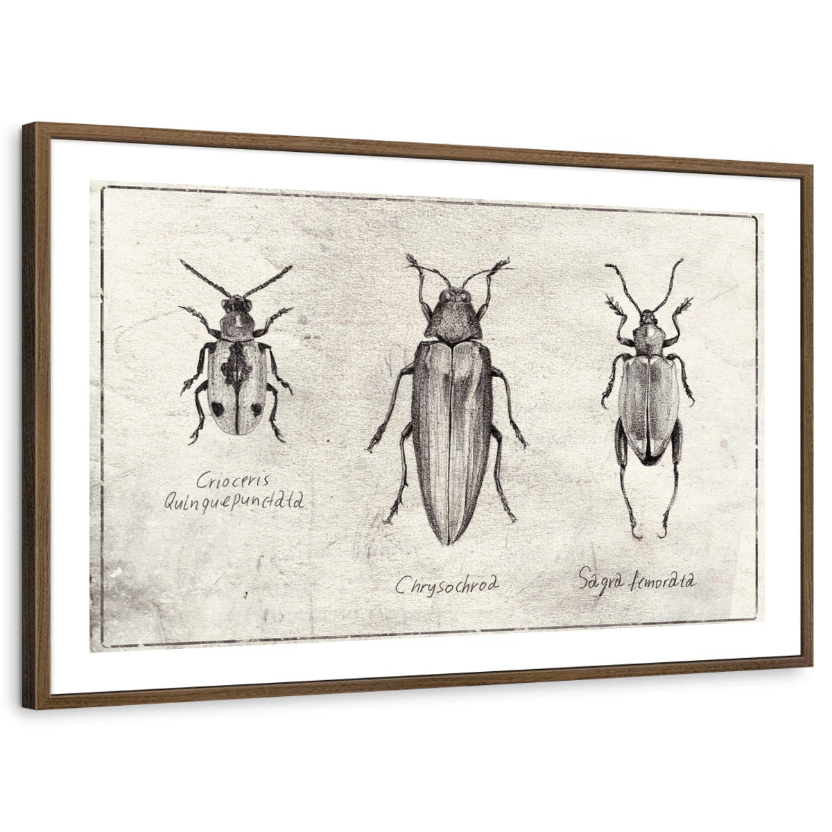 framed-print-brown-walnut-white-border