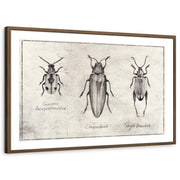 framed-print-brown-walnut-white-border