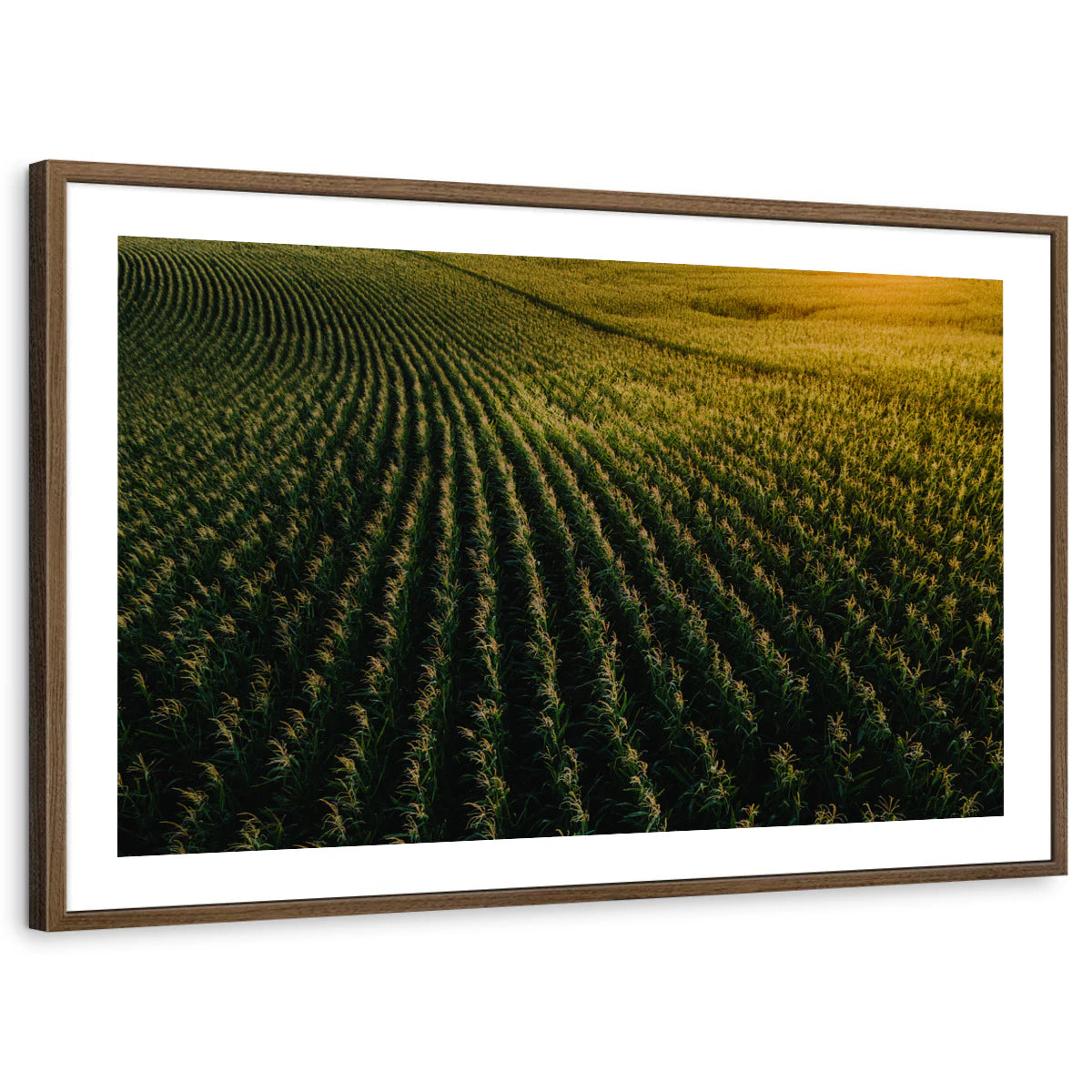 framed-print-brown-walnut-white-border