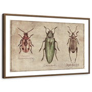 framed-print-brown-walnut-white-border