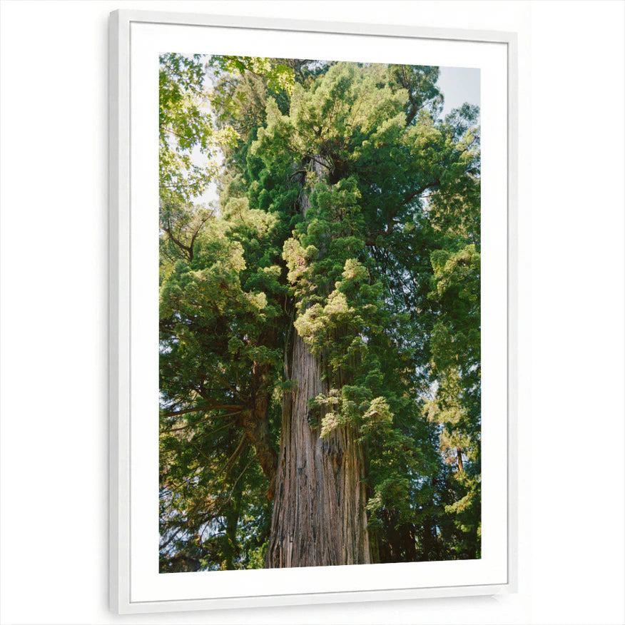 framed-print-white-white-border