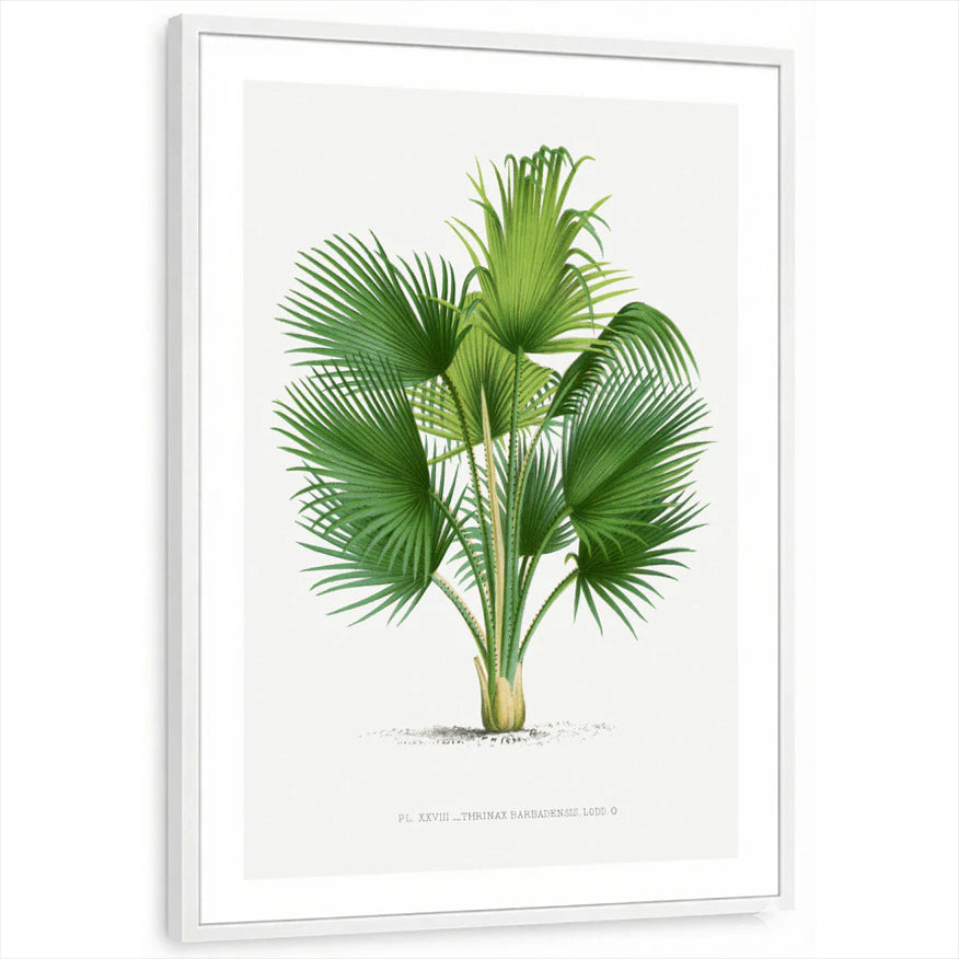 framed-print-white-white-border