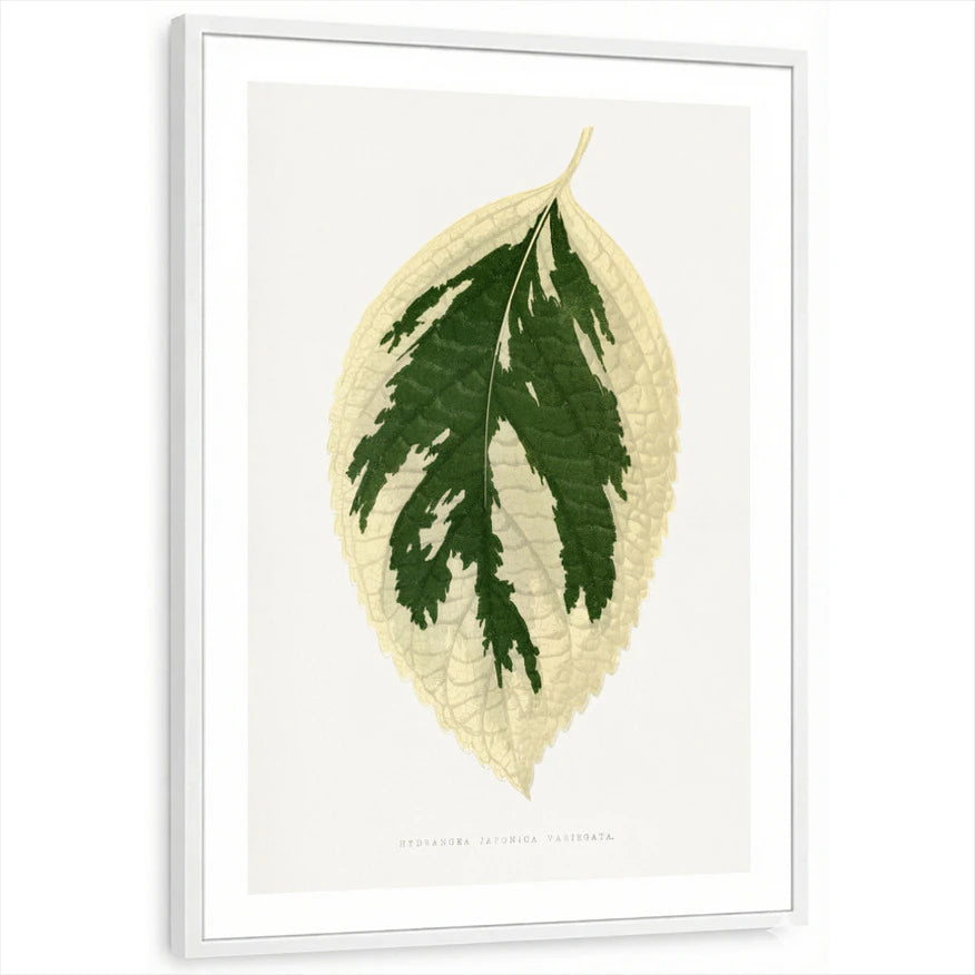 framed-print-white-white-border