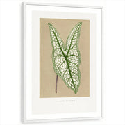 framed-print-white-white-border