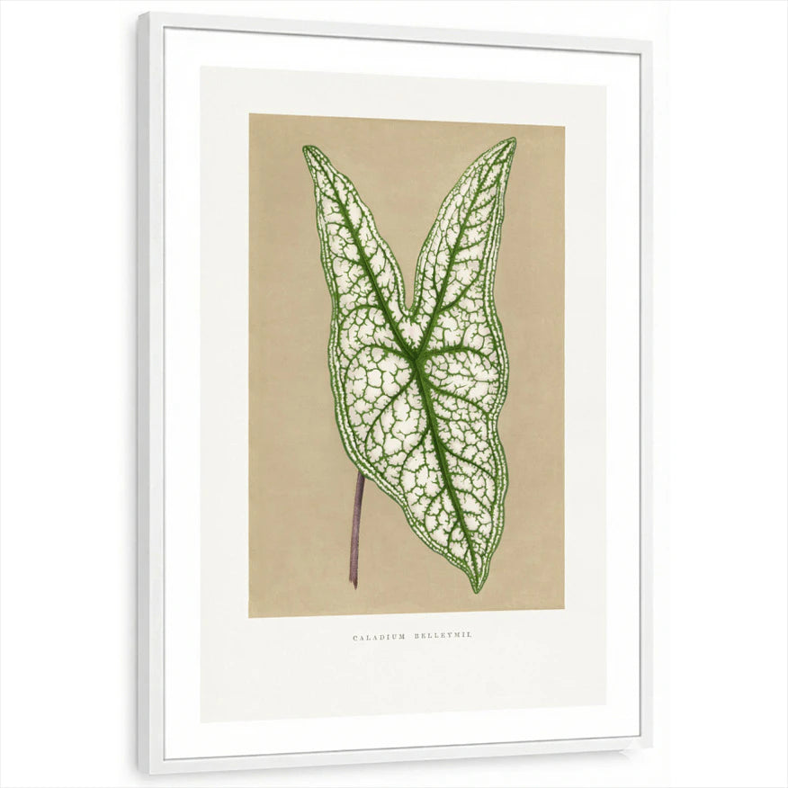 framed-print-white-white-border