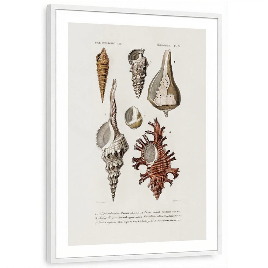 framed-print-white-white-border