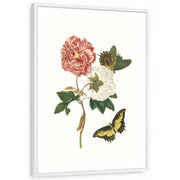 framed-print-white-white-border