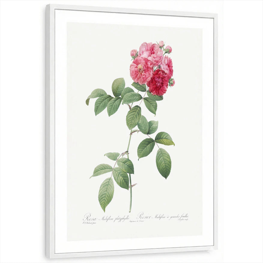 framed-print-white-white-border