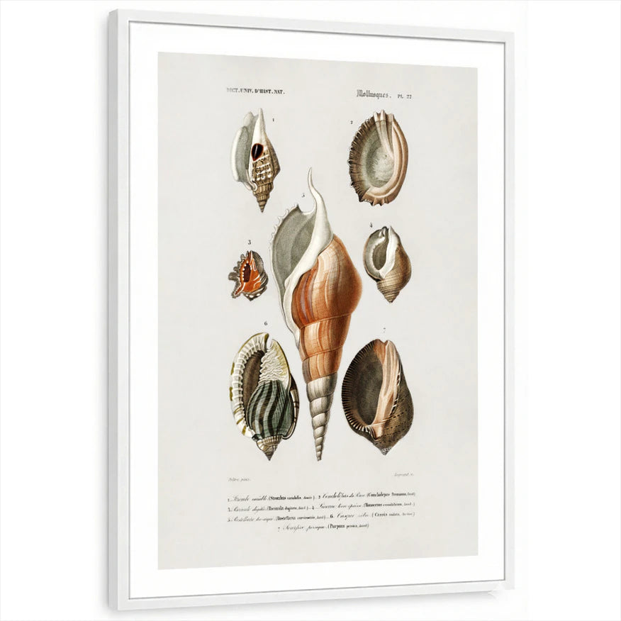 framed-print-white-white-border