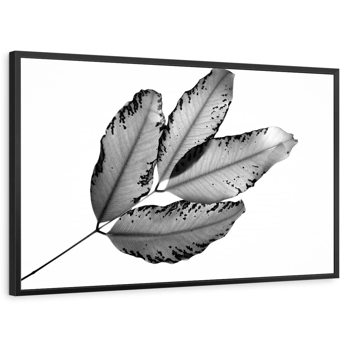 framed-print-black-standard