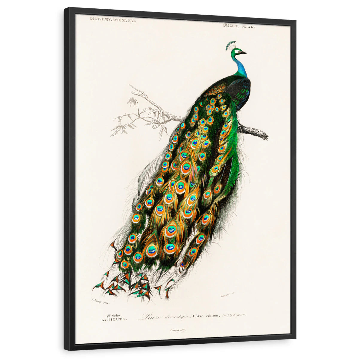 framed-print-black-standard