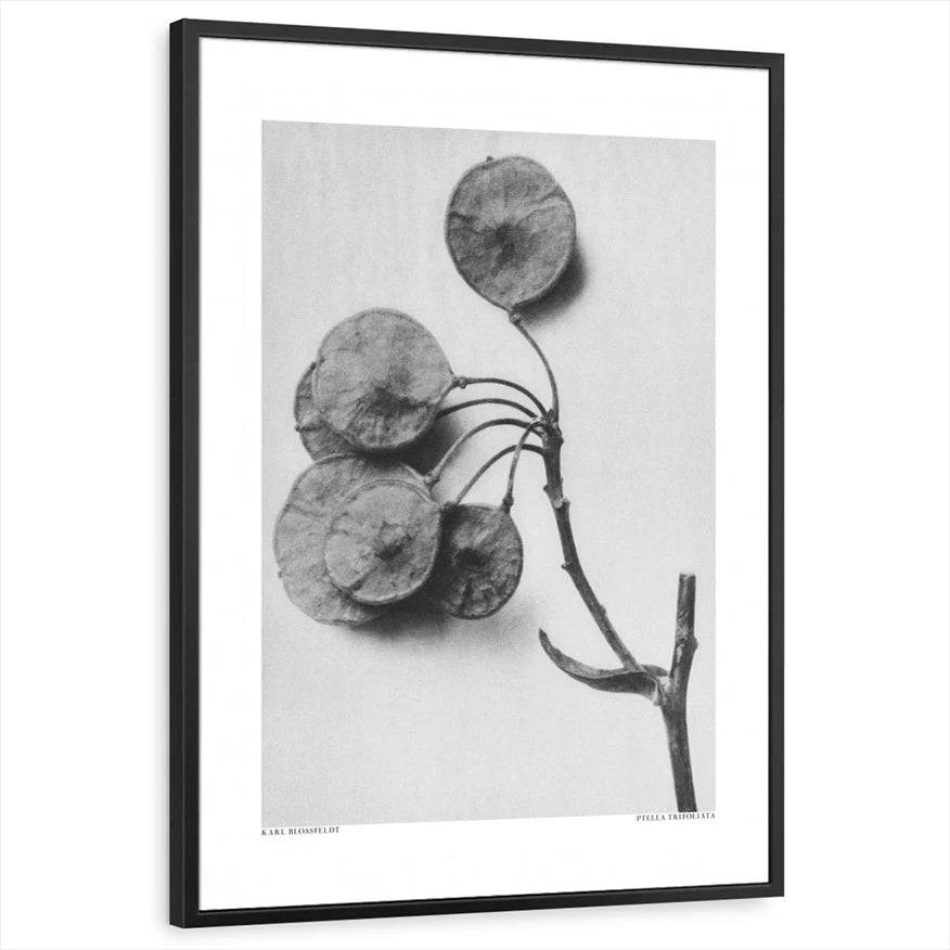 framed-print-black-standard