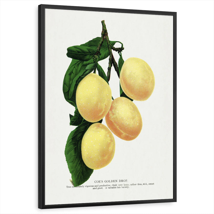 framed-print-black-standard