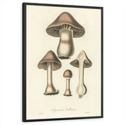 framed-print-black-standard