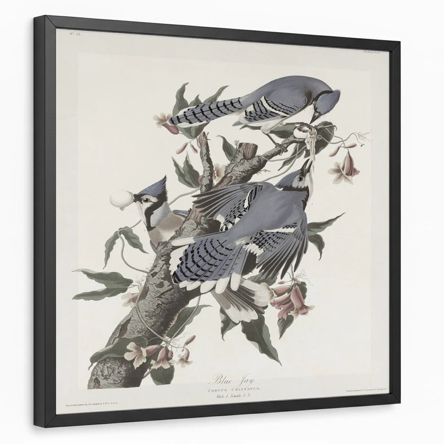 framed-print-black-standard