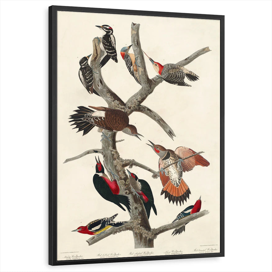 framed-print-black-standard