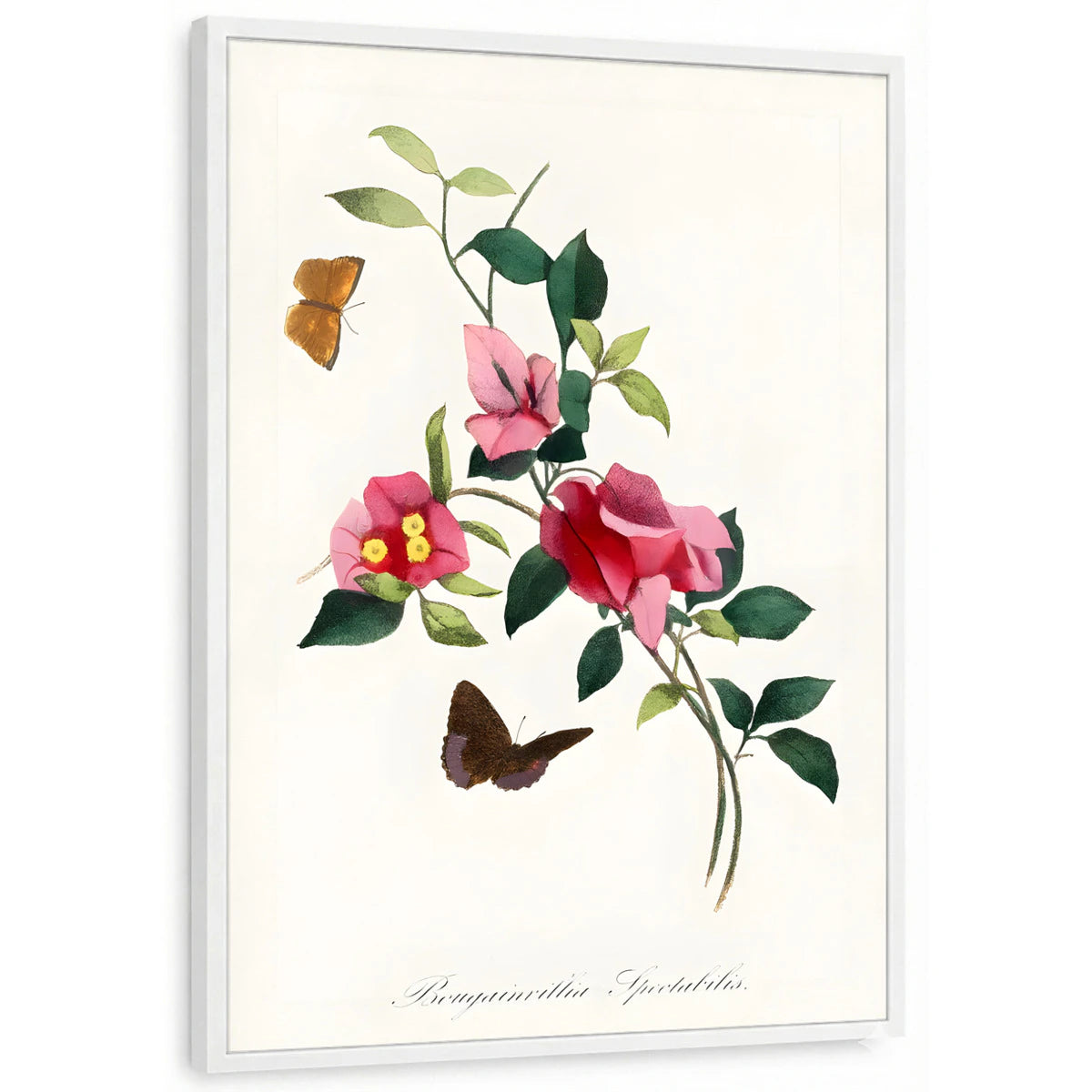 framed-print-white-standard