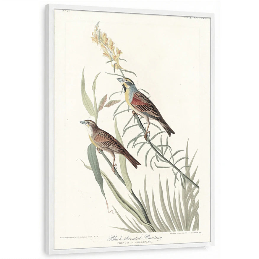 framed-print-white-standard