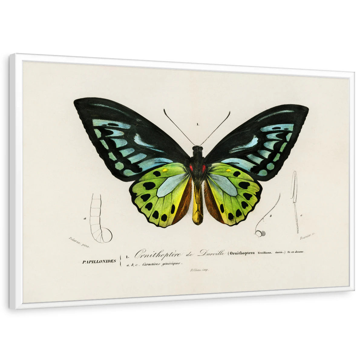 framed-print-white-standard
