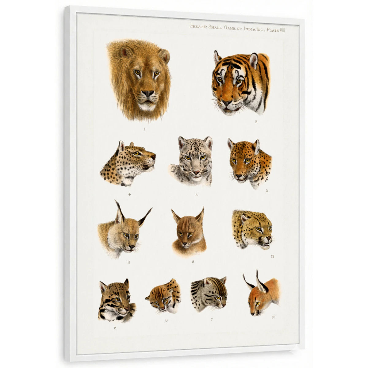 framed-print-white-standard