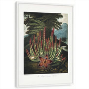 framed-print-white-standard