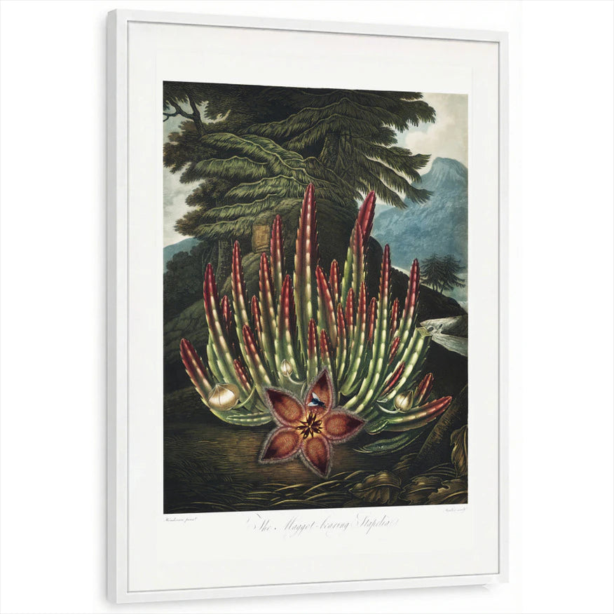 framed-print-white-standard