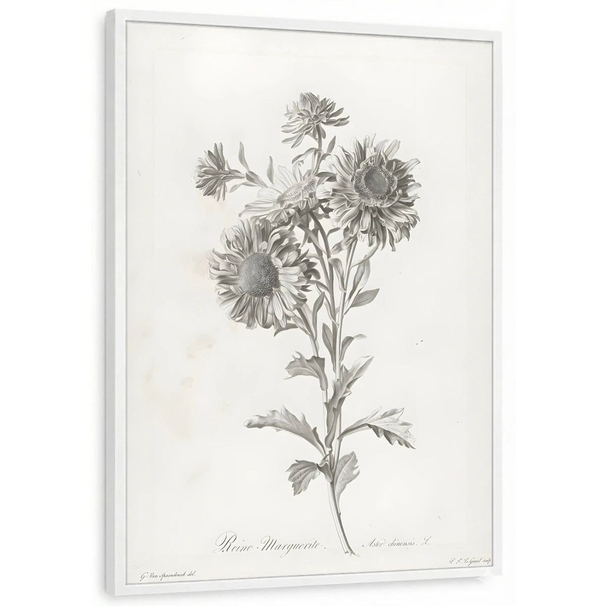 framed-print-white-standard