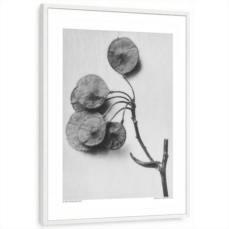 framed-print-white-standard