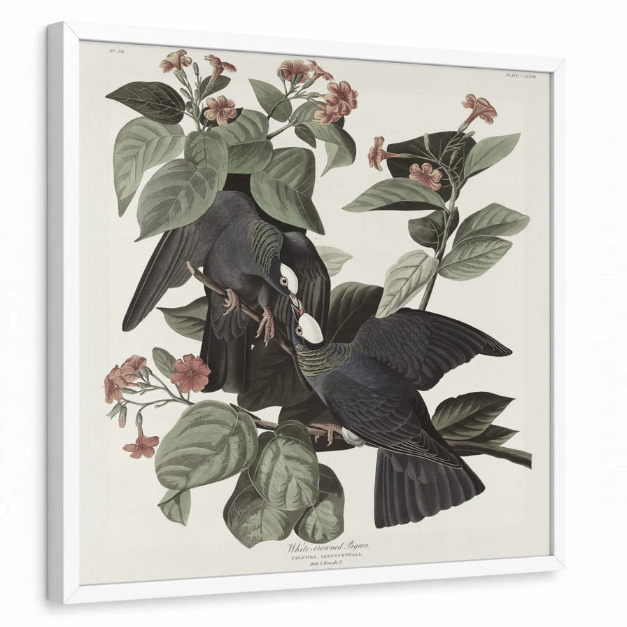 framed-print-white-standard