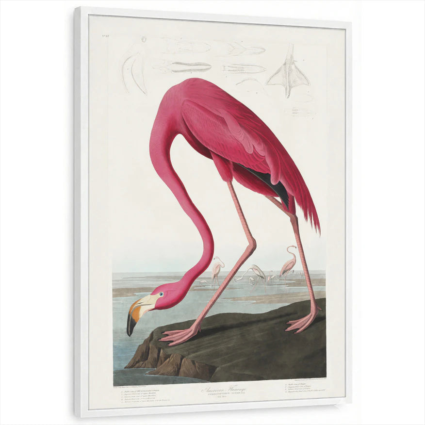 framed-print-white-standard