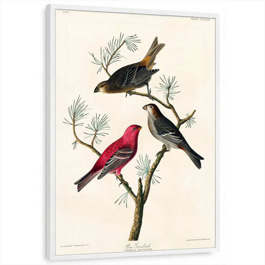 framed-print-white-standard